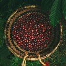 Des Indicateurs Qui Façonnent des Politiques Climatiques Plus Intelligentes